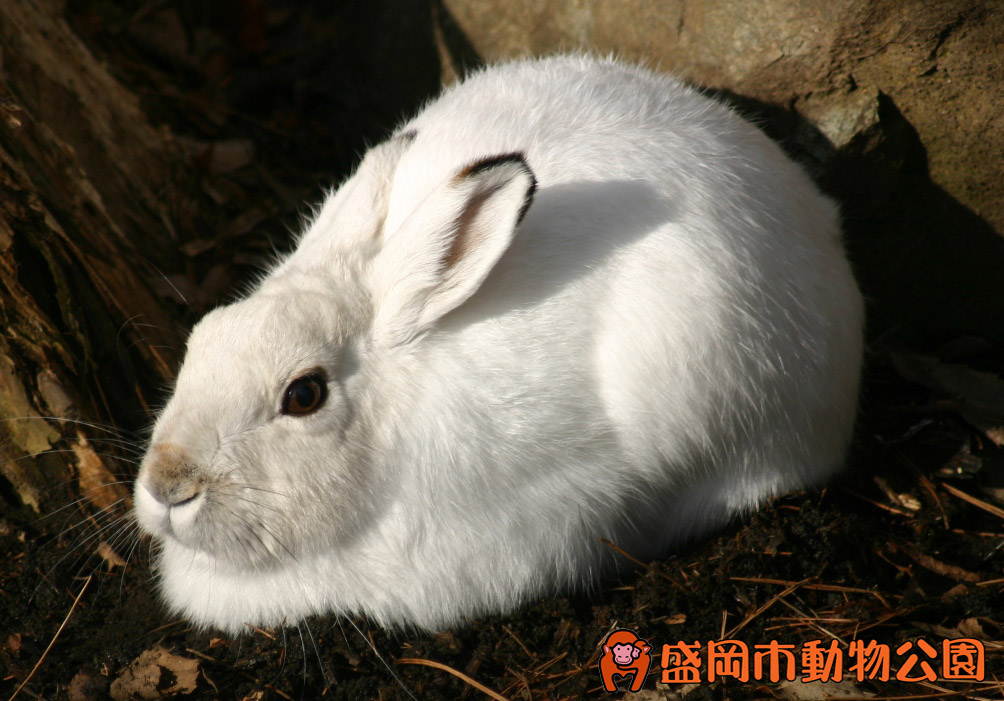 動物を探す 動物園と水族館