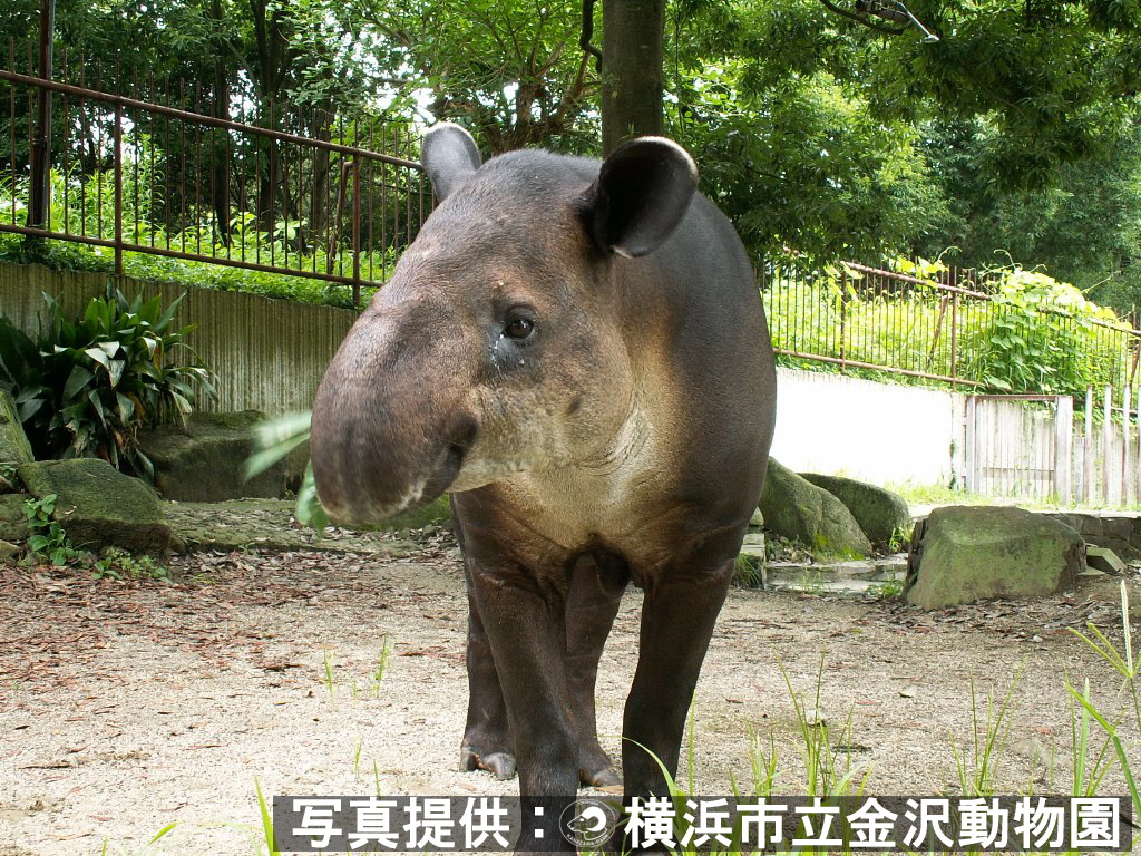 動物を探す 動物園と水族館