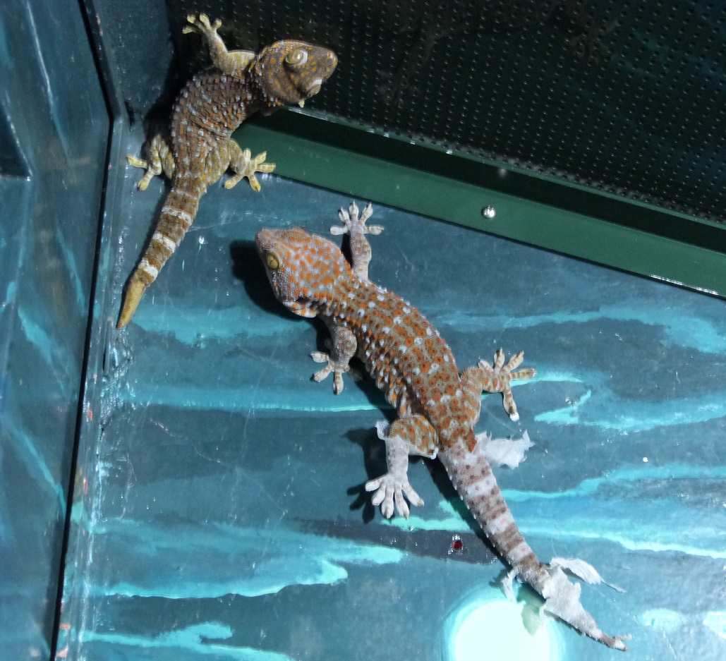 動物を探す 動物園と水族館