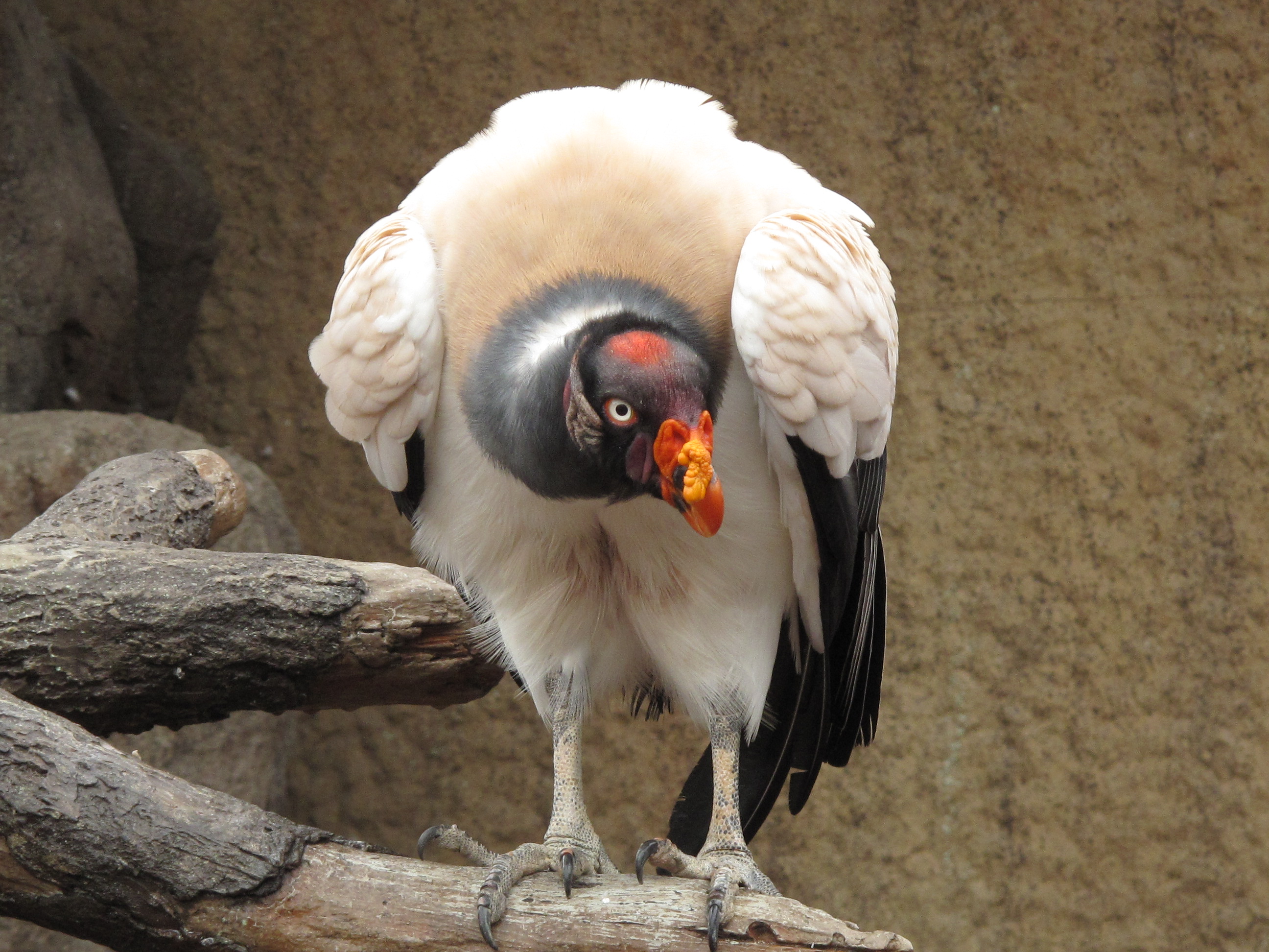 動物を探す 動物園と水族館