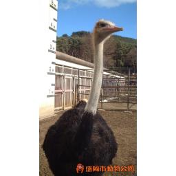 動物を探す 動物園と水族館