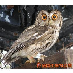 動物を探す 動物園と水族館