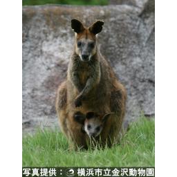 動物を探す 動物園と水族館