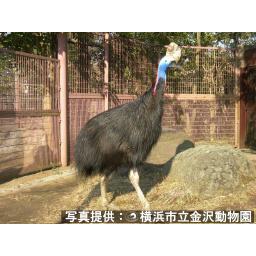 動物を探す 動物園と水族館