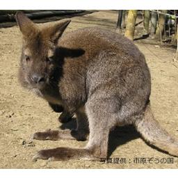 動物を探す 動物園と水族館