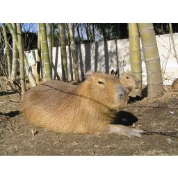 動物を探す 動物園と水族館