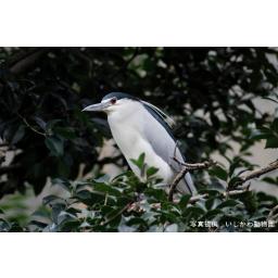 動物を探す 動物園と水族館