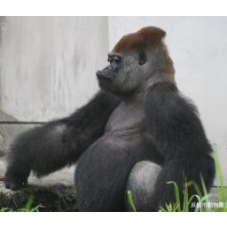 動物を探す 動物園と水族館