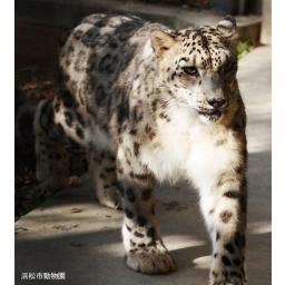 動物を探す 動物園と水族館