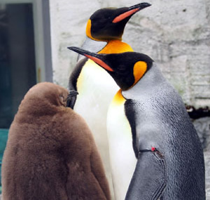 Wildlife Image 1