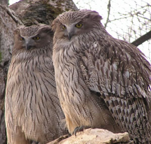 Wildlife Image 2