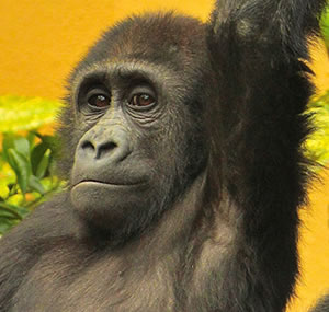 Wildlife Image 3