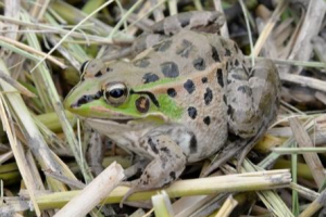 広島市安佐動物公園　今年も新米とれました！ ダルマガエル米