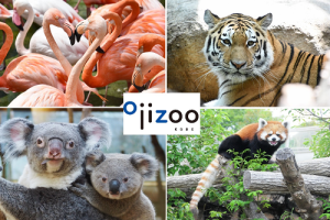 神戸市立王子動物園　クラウドファンディングのご案内