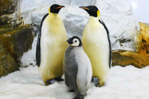アドベンチャーワールド　世界初、エンペラーペンギンの人工授精で有精卵の確認に成功