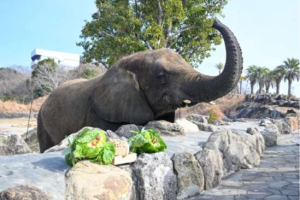 アドベンチャーワールド　節分特別イベント開催