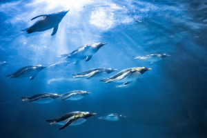 アドベンチャーワールド　「ペンギンワールドラウンジ」誕生