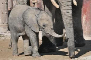 広島市安佐動物公園　第1回ASAZOOアカデミー「マルミミゾウの繁殖と進化」を開催