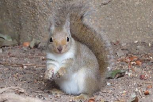 広島市安佐動物公園　ニホンリスが来園します！