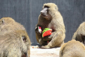 広島市安佐動物公園　動物たちへの暑中見舞い