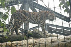 【安佐動物公園】 アムールヒョウ来園