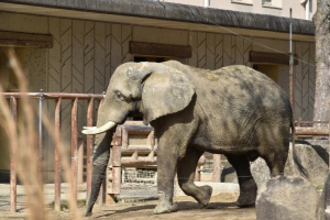 【安佐動物公園】　サバンナゾウの「タカ」が死亡しました