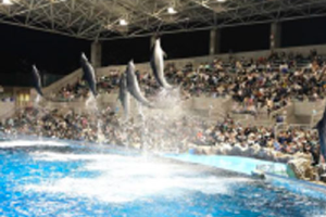 名古屋港水族館　サマーナイトアクアリウムを開催します