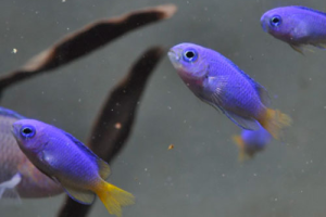 名古屋港水族館　名古屋港水族館　夏の季節展示「夏空」を開催します