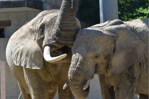 広島市安佐動物公園　企画展「メイ、母になる～マルミミゾウ国内初繁 殖に向けて～」