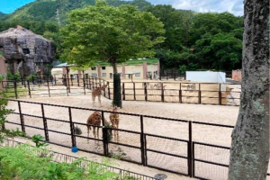 2025.7.31　広島市安佐動物公園　アフリカエリア横のケヤキ道を一部開放します