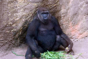 ニシローランドゴリラ　共同繁殖に取り組むため動物の移動を実施します。