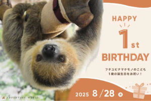 アドベンチャーワールド フタユビナマケモノのこどもが１歳の誕生日 を迎えます！