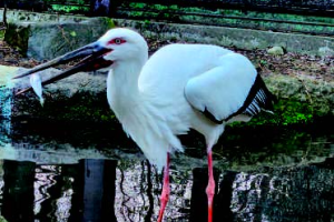 【JAZA後援事業】コウノトリまつり in ズーラシアの開催について