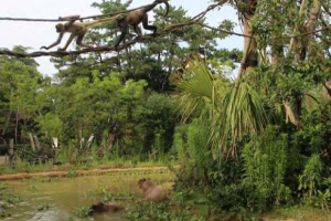 【JAZA後援事業】第4回動物園ランドスケープ会議の開催について