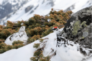 【JAZA後援事業】「乗鞍岳と中央アルプスのライチョウ報告会」開催について