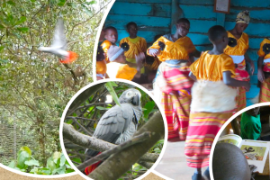 【JAZA後援事業】「ヨウムを守る国際協力成果報告シンポジウム」開催について